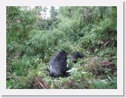 16HirwaGroup - 023 * Hirwa means lucky one. Hirwa came into the lime light on the 17th of June 2006 when trackers witnessed its formation. Two gorilla transfers from group 13 and Sabyinyo joined the then very small Hirwa group. As luck would have it other gorillas joined them as well and created the group. Despite being the newest group on the block, Hirwa exhibits strength and holds its own amongst all the other established groups.